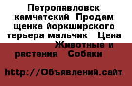 Петропавловск камчатский .Продам щенка йоркширского терьера,мальчик › Цена ­ 20 000 -  Животные и растения » Собаки   